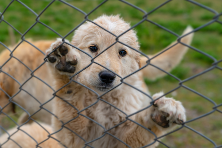 Sad golden puppy dog climbed on wire fence