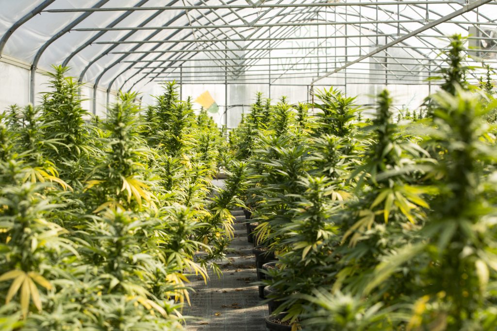 Greenhouse With Cultivated Cannabis Plants in Flowering Stage.