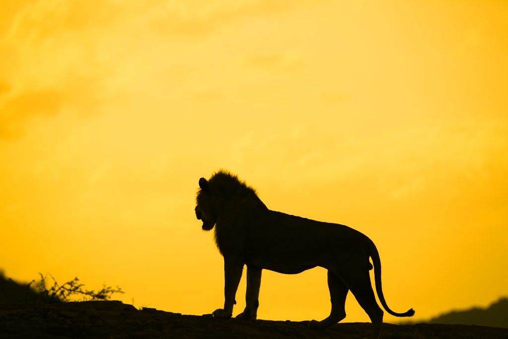 Silhouette of a Male Lion, standing on a Ridge at Dusk. Tsavo East, Kenya