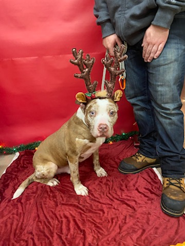 Dougie, an adoptable mix breed at the Town of Brookhaven shelter, poses with reindeer antlers for the Holidays. (Photo Courtesy of the Town of Brookhaven's Shelter)