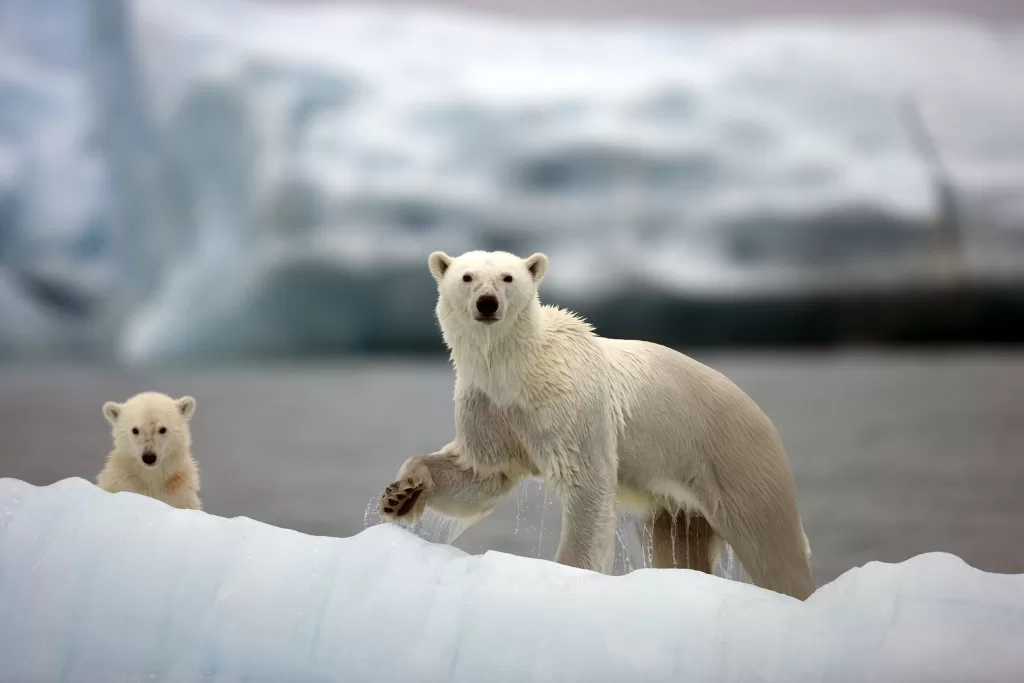 Polar bear and her cub on the river in winter.