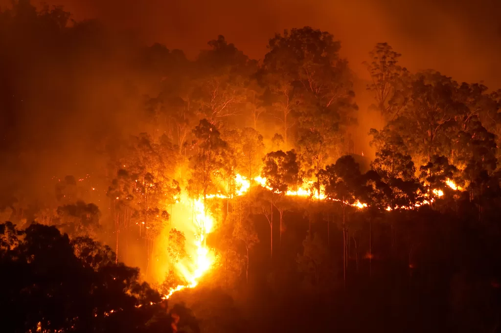 Forest fire at night