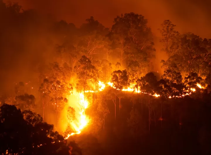 Forest fire at night