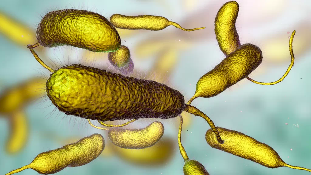 (Photo: Getty Images) A 3-D illustration of the bacterium Vibrio vulnificus, the causative agent of serious seafood-related infections and infected wound after swimming in warm sea water.
