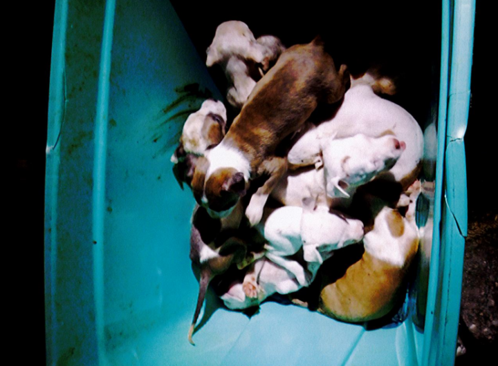 (Photo Courtesy of the Suffolk County DA's Office) police found this container with nine pitbull puppies inside, covered in feces and urine. Two men were indicted on animal cruelty, gun possession and other charges.