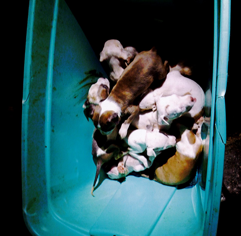 (Photo Courtesy of the Suffolk County DA's Office) police found this container with nine pitbull puppies inside, covered in feces and urine. Two men were indicted on animal cruelty, gun possession and other charges.