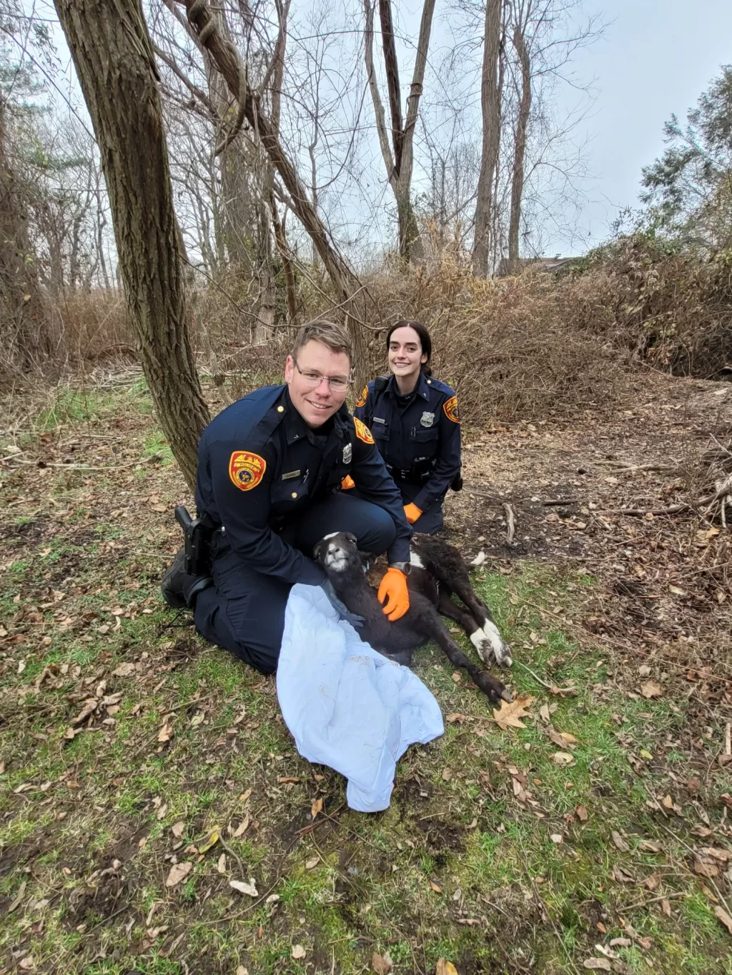 (Photo: SCPD) Suffolk County Seventh Precinct Officers Doug Draude (front) and Samantha Thompson (back) nursed this sheep to health after it was found tied to a tree in East Moriches.