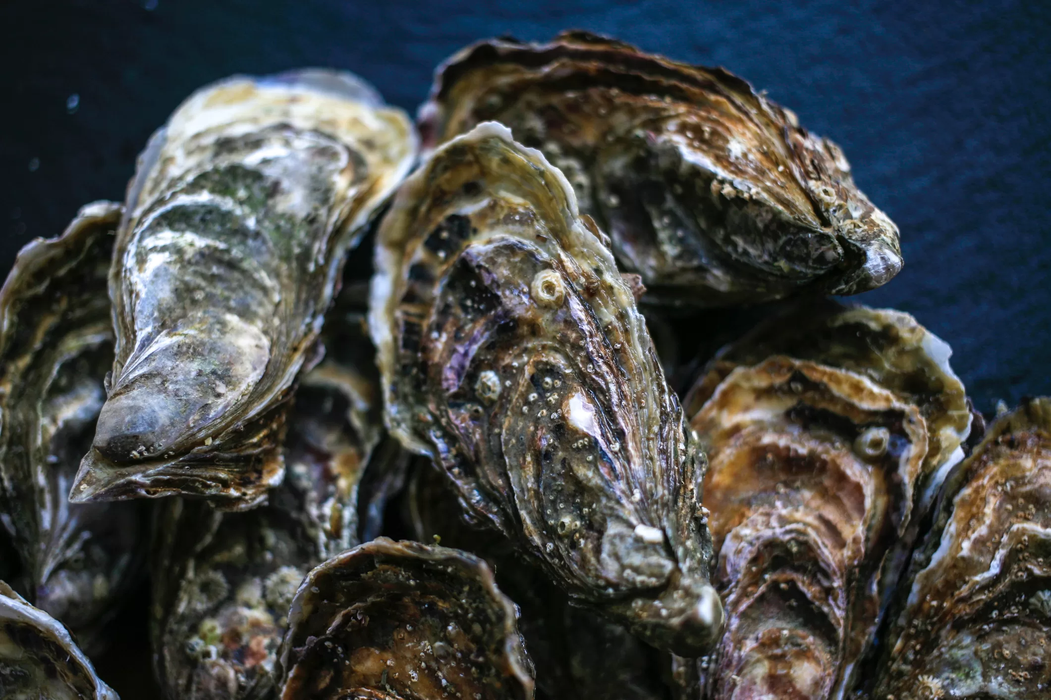 Oyster Bay Town, SUNY Stony Brook Team up to Revitalize Oyster