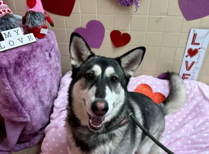 (Photo Courtesy of Town of Brookhaven Animal Shelter) Lyra is available for adoption at the Brookhaven Town Animal Shelter's "My Furry Valentine" promotion.