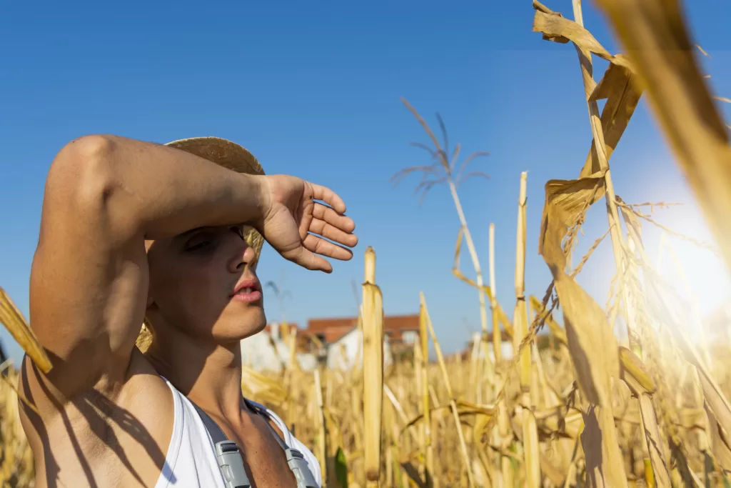 Farmer standing in sunny field of corn