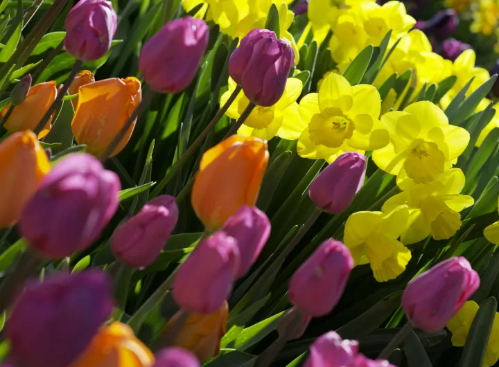 Daffodils and Tulips