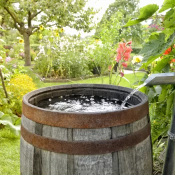 Rain barrel in the garden