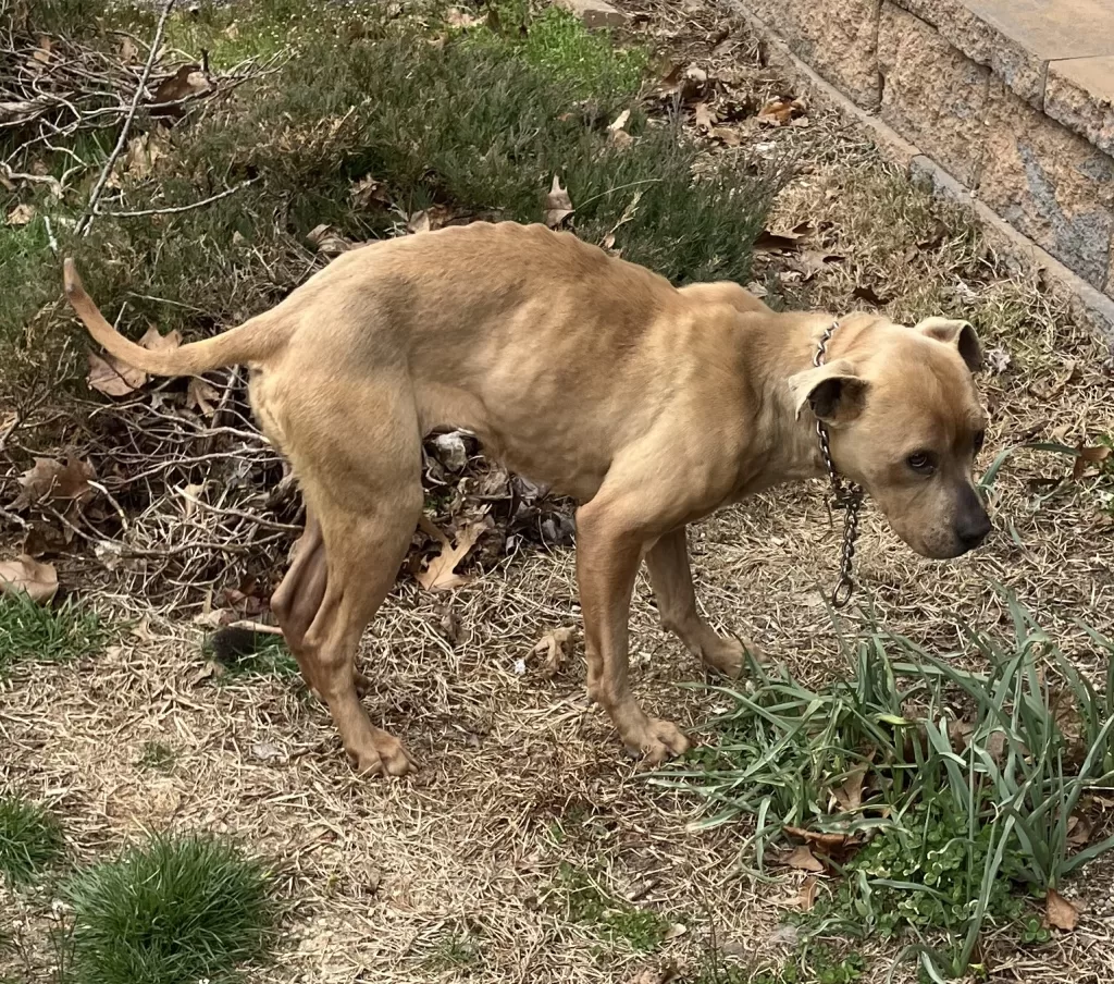 (Photo Courtesy of Nassau County DA's Office) A female Pitbull named "Yagami" (later "Scrappy") that was owned by Gadal Letellier was emaciated and only weighed 36 pounds upon being surrendered. Letellier was arraigned on animal cruelty charges.