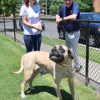 (Photo: Town of Hempstead) Roxi is all smiles at the Town of Hempstead Animal Shelter wish Hempstead Town Supervisor Don Clavin (right) and Shelter Director Ashley Behrens (left). Roxi the English Mastiff is up for adoption and looking for her furever home! Anyone looking for a new furry friend can call the Town of Hempstead Animal Shelter at (516) 785-5220.