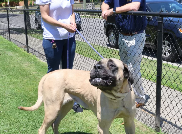 (Photo: Town of Hempstead) Roxi is all smiles at the Town of Hempstead Animal Shelter wish Hempstead Town Supervisor Don Clavin (right) and Shelter Director Ashley Behrens (left). Roxi the English Mastiff is up for adoption and looking for her furever home! Anyone looking for a new furry friend can call the Town of Hempstead Animal Shelter at (516) 785-5220.