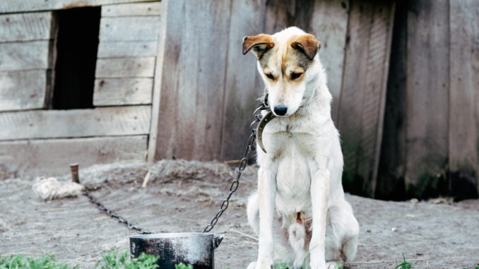 Sad, hungry, thin and lonely dog in chain sitting outside dog house. Concept of animal abuse