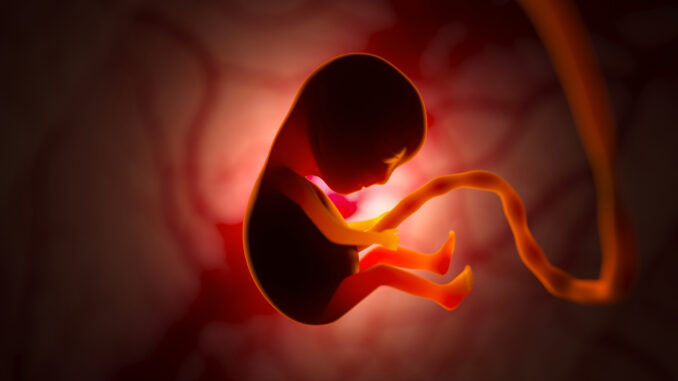 The development of a human embryo inside the womb during pregnancy. Little baby 3d illustration