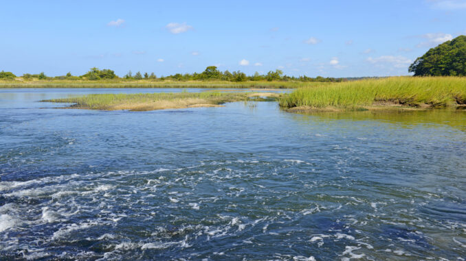 Estuary transition zone between fresh water and marine environment